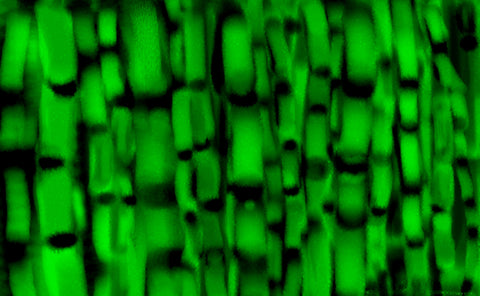 Bamboo Forest Dream - Greeting Card - GallaherGallery.com