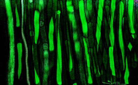 Bamboo Trees - GallaherGallery.com