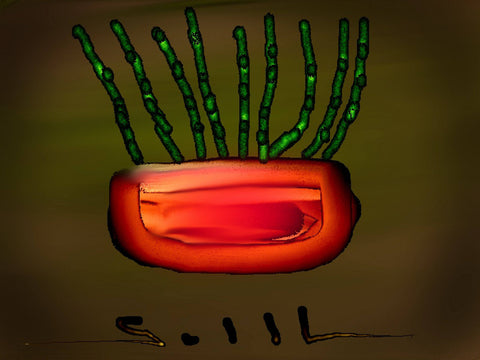 Water Plants - GallaherGallery.com