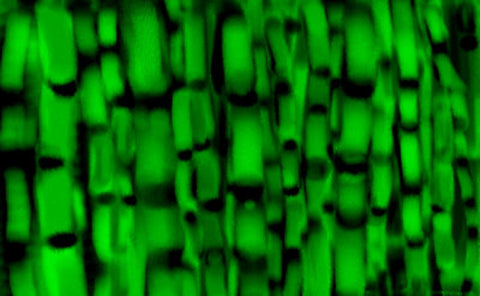 Bamboo - GallaherGallery.com