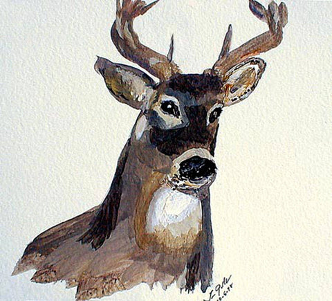 Deer - GallaherGallery.com